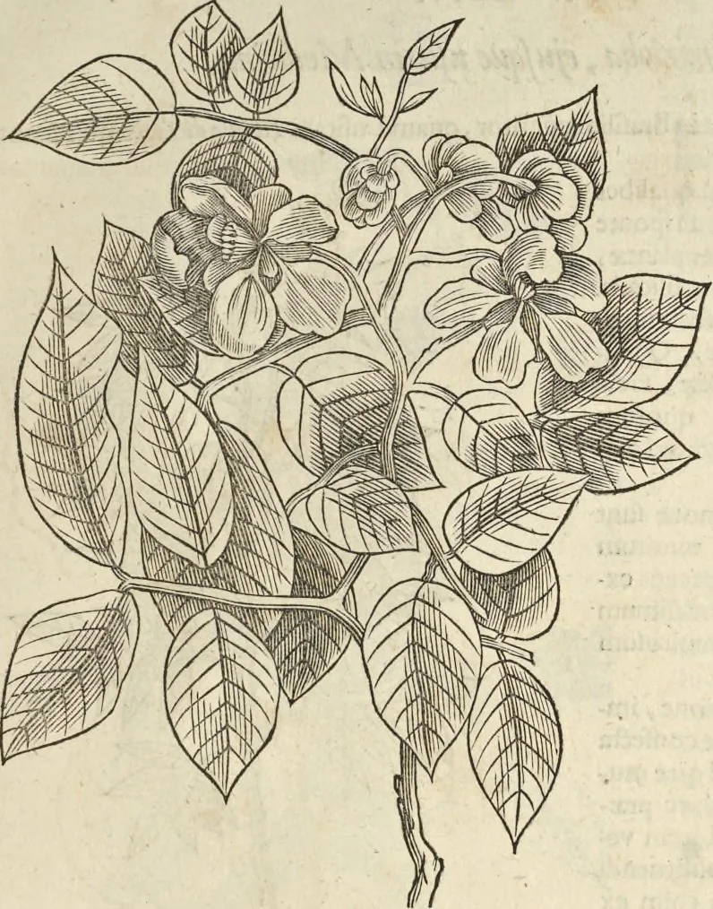 An illustration from Historia naturalis Brasiliae, : auspicio et beneficio illustriss. I. Mauritii Com. Nassau ... adornata : in qua non tantum plantæ et animalia, sed et indigenarum morbi, ingenia et mores describuntur et iconibus supra quingentas illustrantur, 1648, leaf 100