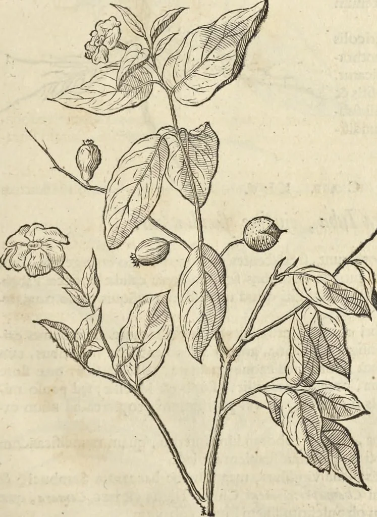 An illustration from Historia naturalis Brasiliae, : auspicio et beneficio illustriss. I. Mauritii Com. Nassau ... adornata : in qua non tantum plantæ et animalia, sed et indigenarum morbi, ingenia et mores describuntur et iconibus supra quingentas illustrantur, 1648, leaf 100
