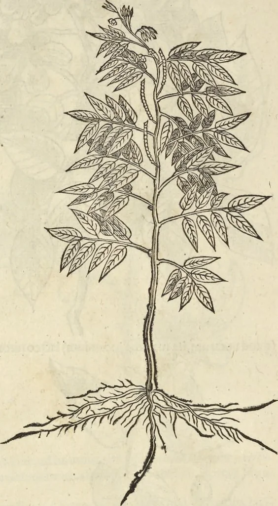 An illustration from Historia naturalis Brasiliae, : auspicio et beneficio illustriss. I. Mauritii Com. Nassau ... adornata : in qua non tantum plantæ et animalia, sed et indigenarum morbi, ingenia et mores describuntur et iconibus supra quingentas illustrantur, 1648, leaf 101