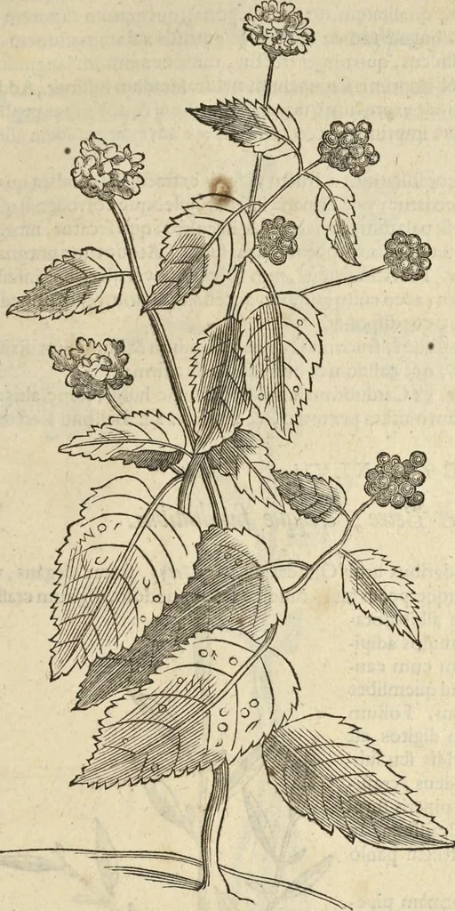 An illustration from Historia naturalis Brasiliae, : auspicio et beneficio illustriss. I. Mauritii Com. Nassau ... adornata : in qua non tantum plantæ et animalia, sed et indigenarum morbi, ingenia et mores describuntur et iconibus supra quingentas illustrantur, 1648, leaf 102