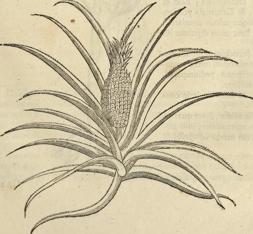 An illustration from Historia naturalis Brasiliae, : auspicio et beneficio illustriss. I. Mauritii Com. Nassau ... adornata : in qua non tantum plantæ et animalia, sed et indigenarum morbi, ingenia et mores describuntur et iconibus supra quingentas illustrantur, 1648, leaf 102