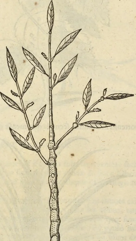 An illustration from Historia naturalis Brasiliae, : auspicio et beneficio illustriss. I. Mauritii Com. Nassau ... adornata : in qua non tantum plantæ et animalia, sed et indigenarum morbi, ingenia et mores describuntur et iconibus supra quingentas illustrantur, 1648, leaf 103