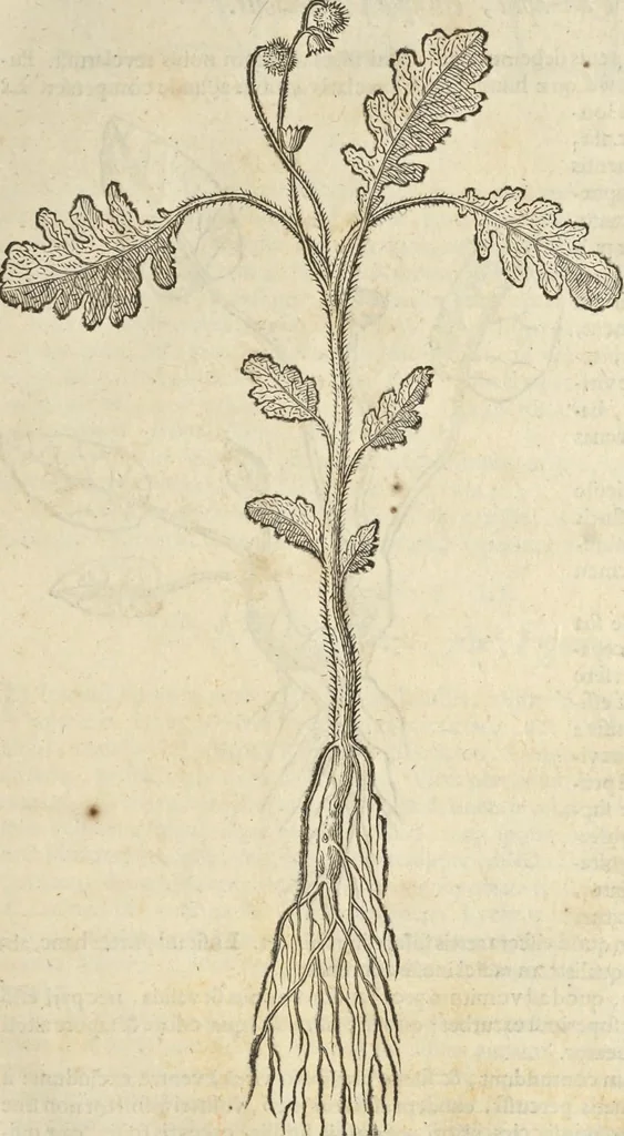 An illustration from Historia naturalis Brasiliae, : auspicio et beneficio illustriss. I. Mauritii Com. Nassau ... adornata : in qua non tantum plantæ et animalia, sed et indigenarum morbi, ingenia et mores describuntur et iconibus supra quingentas illustrantur, 1648, leaf 104