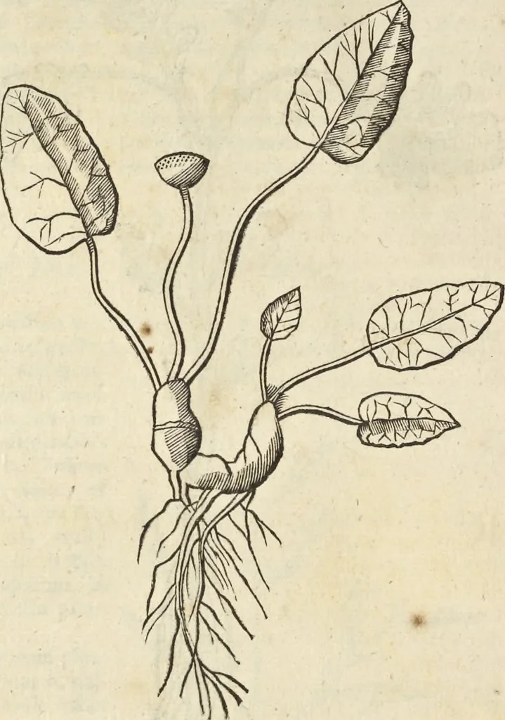 An illustration from Historia naturalis Brasiliae, : auspicio et beneficio illustriss. I. Mauritii Com. Nassau ... adornata : in qua non tantum plantæ et animalia, sed et indigenarum morbi, ingenia et mores describuntur et iconibus supra quingentas illustrantur, 1648, leaf 105