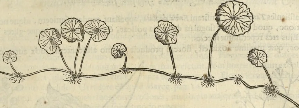 An illustration from Historia naturalis Brasiliae, : auspicio et beneficio illustriss. I. Mauritii Com. Nassau ... adornata : in qua non tantum plantæ et animalia, sed et indigenarum morbi, ingenia et mores describuntur et iconibus supra quingentas illustrantur, 1648, leaf 106