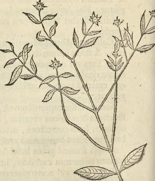 An illustration from Historia naturalis Brasiliae, : auspicio et beneficio illustriss. I. Mauritii Com. Nassau ... adornata : in qua non tantum plantæ et animalia, sed et indigenarum morbi, ingenia et mores describuntur et iconibus supra quingentas illustrantur, 1648, leaf 107