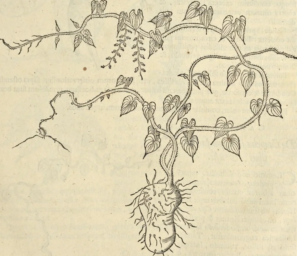 An illustration from Historia naturalis Brasiliae, : auspicio et beneficio illustriss. I. Mauritii Com. Nassau ... adornata : in qua non tantum plantæ et animalia, sed et indigenarum morbi, ingenia et mores describuntur et iconibus supra quingentas illustrantur, 1648, leaf 108