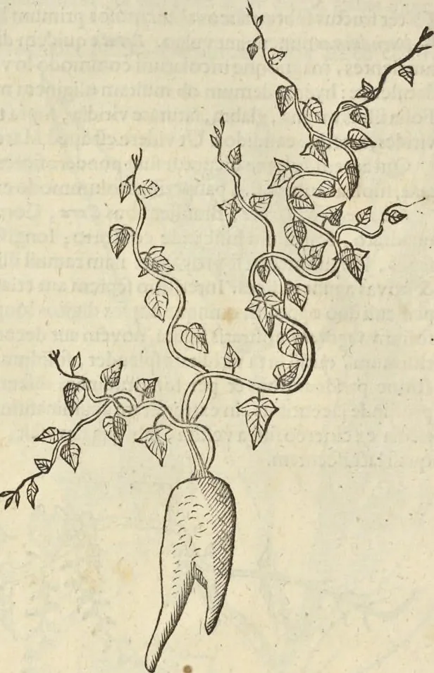 An illustration from Historia naturalis Brasiliae, : auspicio et beneficio illustriss. I. Mauritii Com. Nassau ... adornata : in qua non tantum plantæ et animalia, sed et indigenarum morbi, ingenia et mores describuntur et iconibus supra quingentas illustrantur, 1648, leaf 109