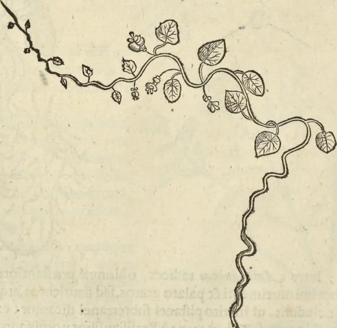 An illustration from Historia naturalis Brasiliae, : auspicio et beneficio illustriss. I. Mauritii Com. Nassau ... adornata : in qua non tantum plantæ et animalia, sed et indigenarum morbi, ingenia et mores describuntur et iconibus supra quingentas illustrantur, 1648, leaf 109