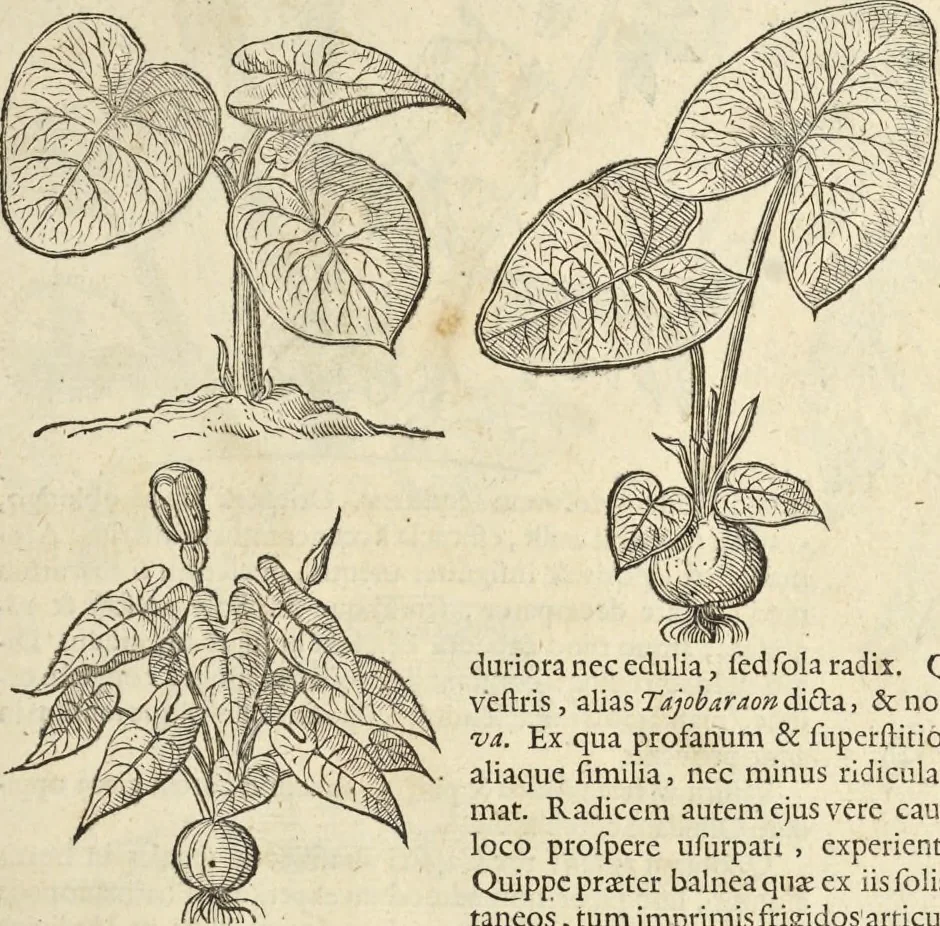 An illustration from Historia naturalis Brasiliae, : auspicio et beneficio illustriss. I. Mauritii Com. Nassau ... adornata : in qua non tantum plantæ et animalia, sed et indigenarum morbi, ingenia et mores describuntur et iconibus supra quingentas illustrantur, 1648, leaf 110
