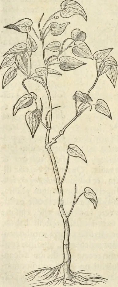 An illustration from Historia naturalis Brasiliae, : auspicio et beneficio illustriss. I. Mauritii Com. Nassau ... adornata : in qua non tantum plantæ et animalia, sed et indigenarum morbi, ingenia et mores describuntur et iconibus supra quingentas illustrantur, 1648, leaf 111