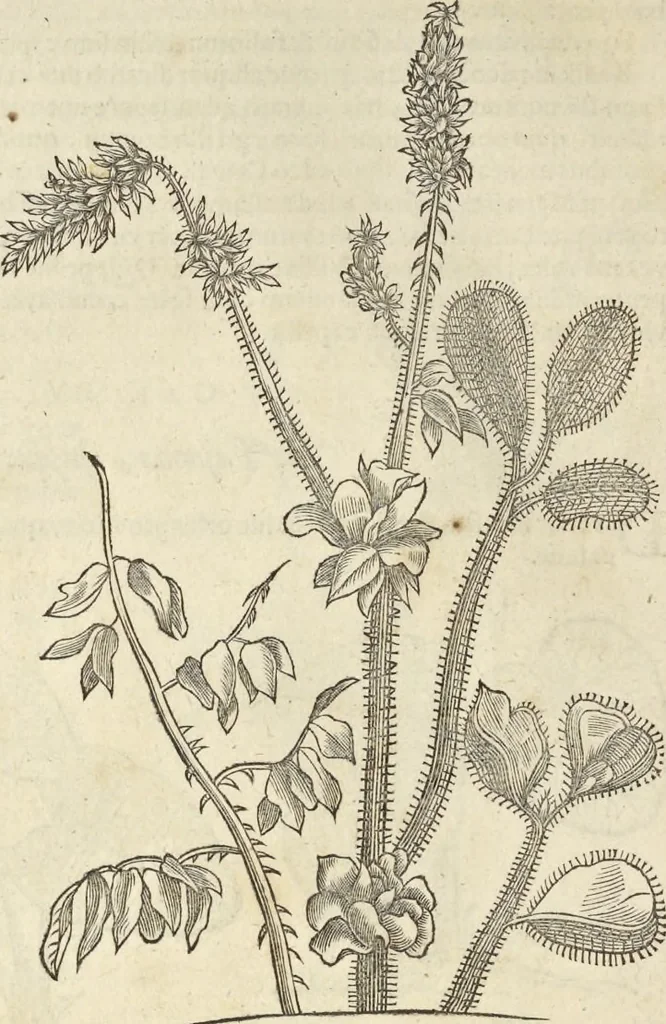 An illustration from Historia naturalis Brasiliae, : auspicio et beneficio illustriss. I. Mauritii Com. Nassau ... adornata : in qua non tantum plantæ et animalia, sed et indigenarum morbi, ingenia et mores describuntur et iconibus supra quingentas illustrantur, 1648, leaf 111