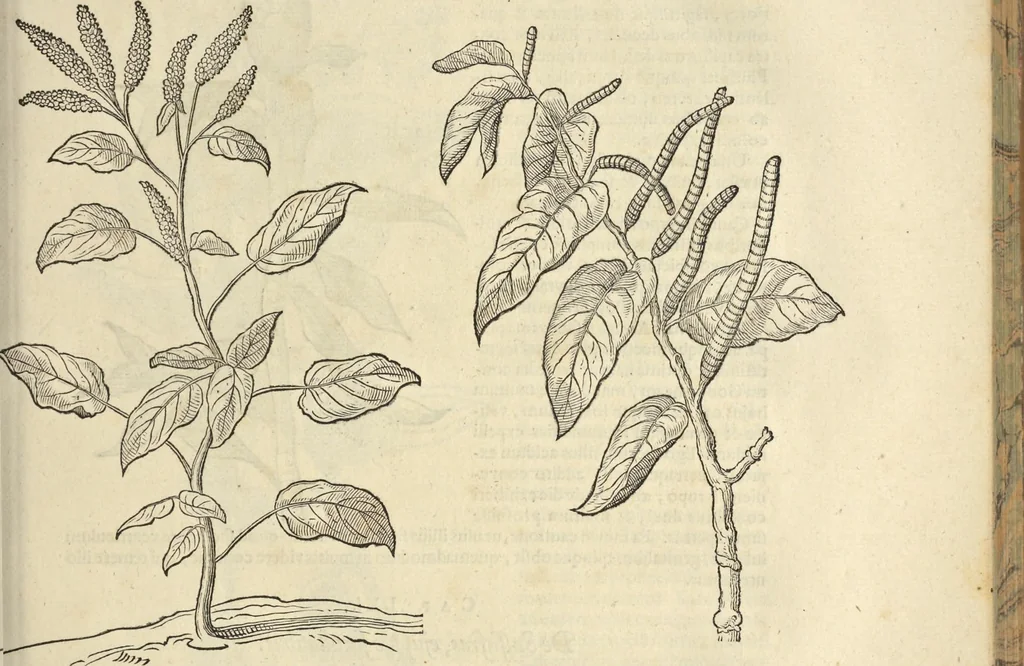 An illustration from Historia naturalis Brasiliae, : auspicio et beneficio illustriss. I. Mauritii Com. Nassau ... adornata : in qua non tantum plantæ et animalia, sed et indigenarum morbi, ingenia et mores describuntur et iconibus supra quingentas illustrantur, 1648, leaf 112