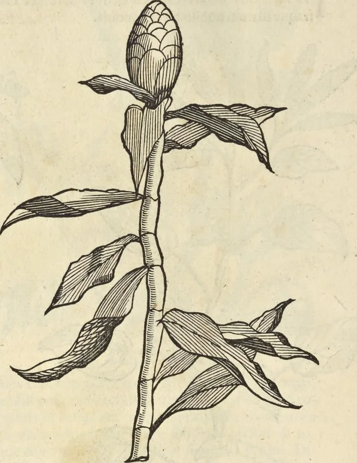 An illustration from Historia naturalis Brasiliae, : auspicio et beneficio illustriss. I. Mauritii Com. Nassau ... adornata : in qua non tantum plantæ et animalia, sed et indigenarum morbi, ingenia et mores describuntur et iconibus supra quingentas illustrantur, 1648, leaf 113