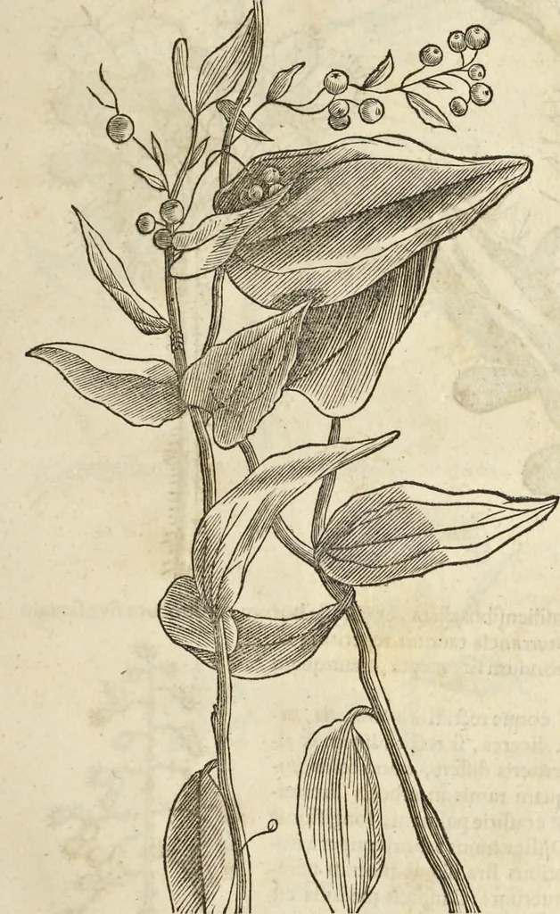 An illustration from Historia naturalis Brasiliae, : auspicio et beneficio illustriss. I. Mauritii Com. Nassau ... adornata : in qua non tantum plantæ et animalia, sed et indigenarum morbi, ingenia et mores describuntur et iconibus supra quingentas illustrantur, 1648, leaf 114