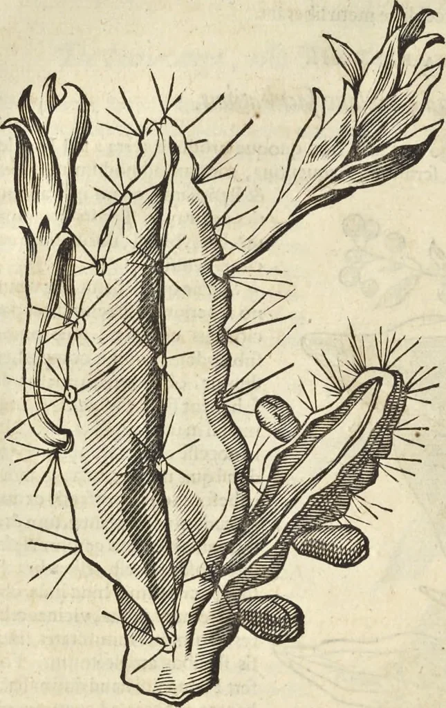 An illustration from Historia naturalis Brasiliae, : auspicio et beneficio illustriss. I. Mauritii Com. Nassau ... adornata : in qua non tantum plantæ et animalia, sed et indigenarum morbi, ingenia et mores describuntur et iconibus supra quingentas illustrantur, 1648, leaf 115