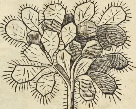 An illustration from Historia naturalis Brasiliae, : auspicio et beneficio illustriss. I. Mauritii Com. Nassau ... adornata : in qua non tantum plantæ et animalia, sed et indigenarum morbi, ingenia et mores describuntur et iconibus supra quingentas illustrantur, 1648, leaf 115
