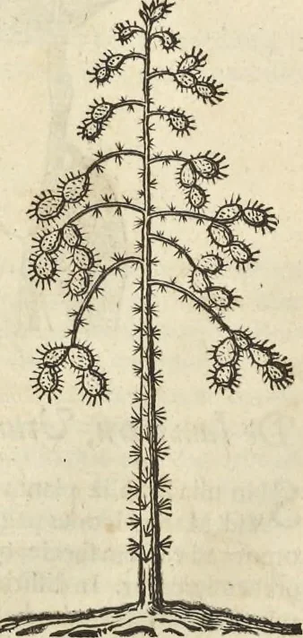 An illustration from Historia naturalis Brasiliae, : auspicio et beneficio illustriss. I. Mauritii Com. Nassau ... adornata : in qua non tantum plantæ et animalia, sed et indigenarum morbi, ingenia et mores describuntur et iconibus supra quingentas illustrantur, 1648, leaf 115
