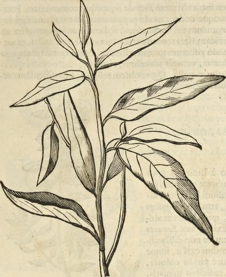 An illustration from Historia naturalis Brasiliae, : auspicio et beneficio illustriss. I. Mauritii Com. Nassau ... adornata : in qua non tantum plantæ et animalia, sed et indigenarum morbi, ingenia et mores describuntur et iconibus supra quingentas illustrantur, 1648, leaf 116