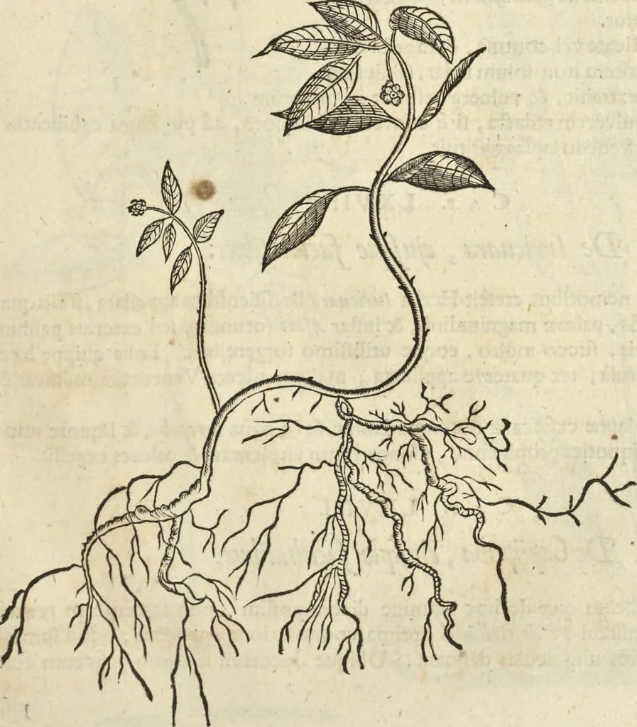 An illustration from Historia naturalis Brasiliae, : auspicio et beneficio illustriss. I. Mauritii Com. Nassau ... adornata : in qua non tantum plantæ et animalia, sed et indigenarum morbi, ingenia et mores describuntur et iconibus supra quingentas illustrantur, 1648, leaf 116