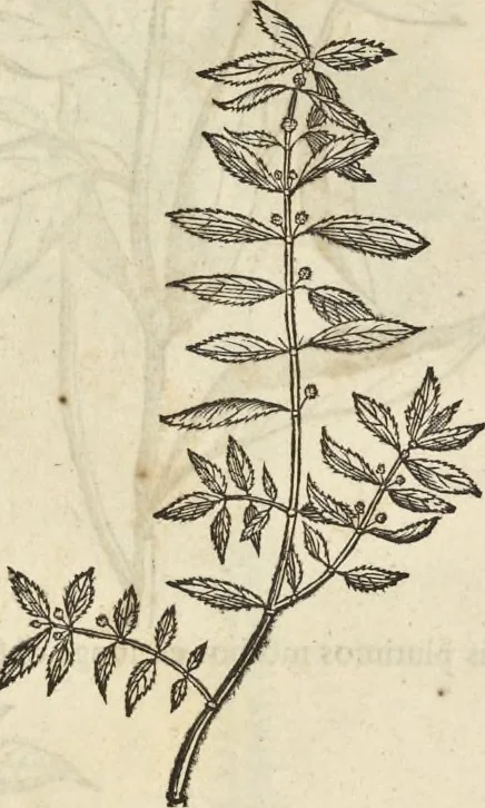 An illustration from Historia naturalis Brasiliae, : auspicio et beneficio illustriss. I. Mauritii Com. Nassau ... adornata : in qua non tantum plantæ et animalia, sed et indigenarum morbi, ingenia et mores describuntur et iconibus supra quingentas illustrantur, 1648, leaf 117