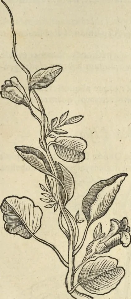 An illustration from Historia naturalis Brasiliae, : auspicio et beneficio illustriss. I. Mauritii Com. Nassau ... adornata : in qua non tantum plantæ et animalia, sed et indigenarum morbi, ingenia et mores describuntur et iconibus supra quingentas illustrantur, 1648, leaf 118