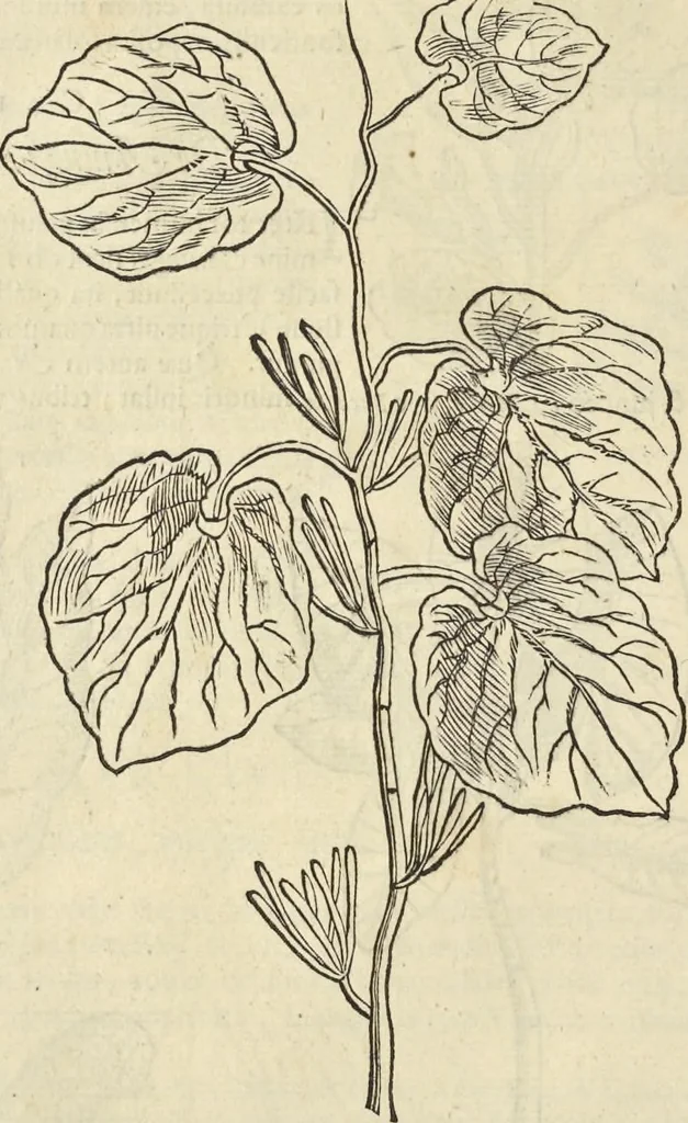 An illustration from Historia naturalis Brasiliae, : auspicio et beneficio illustriss. I. Mauritii Com. Nassau ... adornata : in qua non tantum plantæ et animalia, sed et indigenarum morbi, ingenia et mores describuntur et iconibus supra quingentas illustrantur, 1648, leaf 119