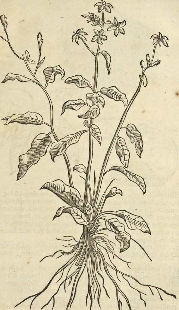 An illustration from Historia naturalis Brasiliae, : auspicio et beneficio illustriss. I. Mauritii Com. Nassau ... adornata : in qua non tantum plantæ et animalia, sed et indigenarum morbi, ingenia et mores describuntur et iconibus supra quingentas illustrantur, 1648, leaf 120