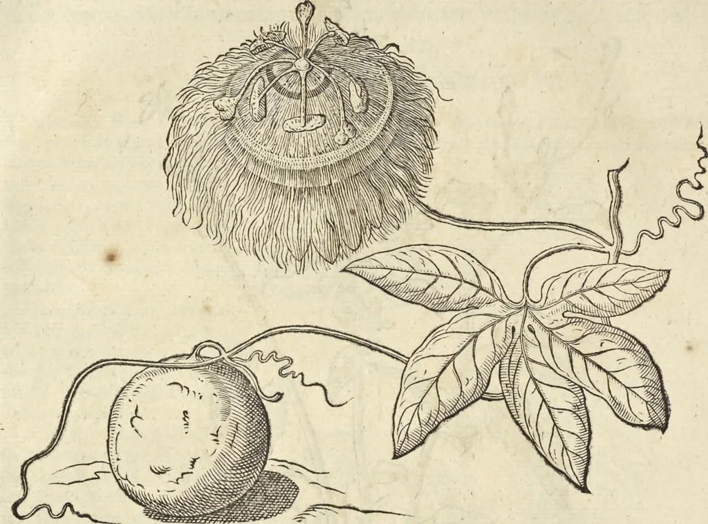 An illustration from Historia naturalis Brasiliae, : auspicio et beneficio illustriss. I. Mauritii Com. Nassau ... adornata : in qua non tantum plantæ et animalia, sed et indigenarum morbi, ingenia et mores describuntur et iconibus supra quingentas illustrantur, 1648, leaf 121