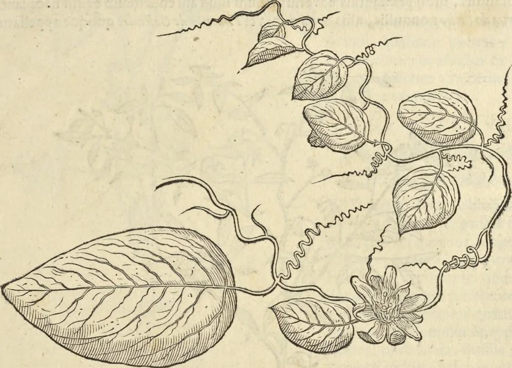 An illustration from Historia naturalis Brasiliae, : auspicio et beneficio illustriss. I. Mauritii Com. Nassau ... adornata : in qua non tantum plantæ et animalia, sed et indigenarum morbi, ingenia et mores describuntur et iconibus supra quingentas illustrantur, 1648, leaf 122
