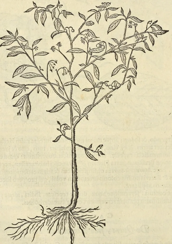 An illustration from Historia naturalis Brasiliae, : auspicio et beneficio illustriss. I. Mauritii Com. Nassau ... adornata : in qua non tantum plantæ et animalia, sed et indigenarum morbi, ingenia et mores describuntur et iconibus supra quingentas illustrantur, 1648, leaf 123