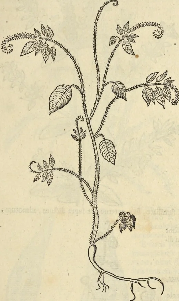 An illustration from Historia naturalis Brasiliae, : auspicio et beneficio illustriss. I. Mauritii Com. Nassau ... adornata : in qua non tantum plantæ et animalia, sed et indigenarum morbi, ingenia et mores describuntur et iconibus supra quingentas illustrantur, 1648, leaf 124