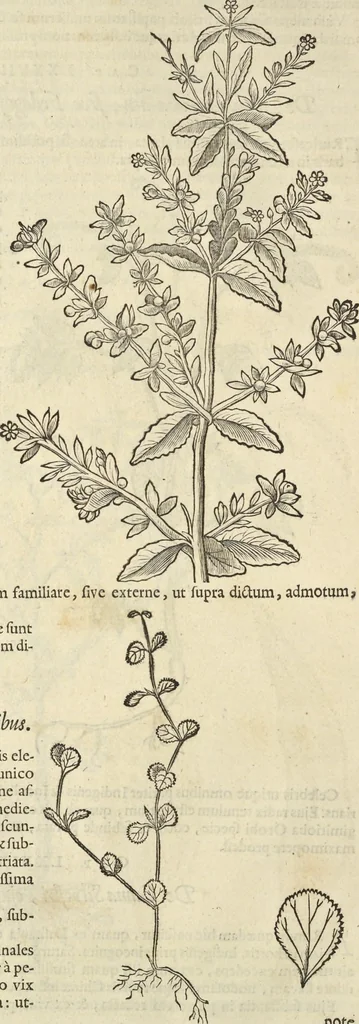 An illustration from Historia naturalis Brasiliae, : auspicio et beneficio illustriss. I. Mauritii Com. Nassau ... adornata : in qua non tantum plantæ et animalia, sed et indigenarum morbi, ingenia et mores describuntur et iconibus supra quingentas illustrantur, 1648, leaf 125