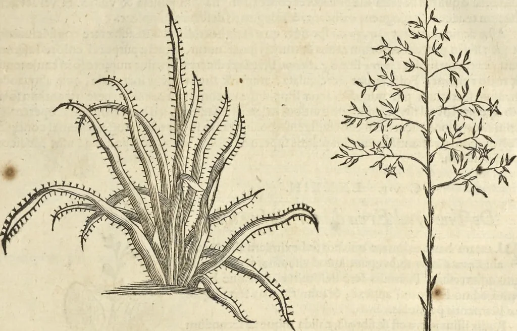 An illustration from Historia naturalis Brasiliae, : auspicio et beneficio illustriss. I. Mauritii Com. Nassau ... adornata : in qua non tantum plantæ et animalia, sed et indigenarum morbi, ingenia et mores describuntur et iconibus supra quingentas illustrantur, 1648, leaf 126