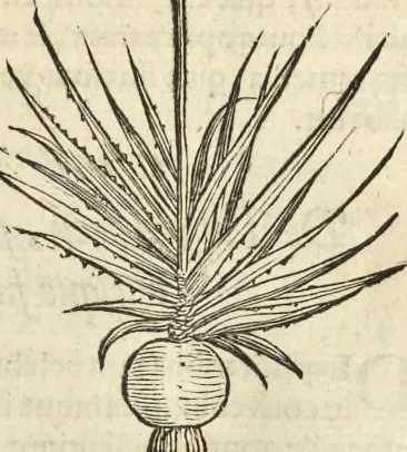 An illustration from Historia naturalis Brasiliae, : auspicio et beneficio illustriss. I. Mauritii Com. Nassau ... adornata : in qua non tantum plantæ et animalia, sed et indigenarum morbi, ingenia et mores describuntur et iconibus supra quingentas illustrantur, 1648, leaf 126