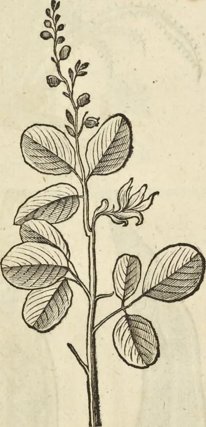 An illustration from Historia naturalis Brasiliae, : auspicio et beneficio illustriss. I. Mauritii Com. Nassau ... adornata : in qua non tantum plantæ et animalia, sed et indigenarum morbi, ingenia et mores describuntur et iconibus supra quingentas illustrantur, 1648, leaf 127