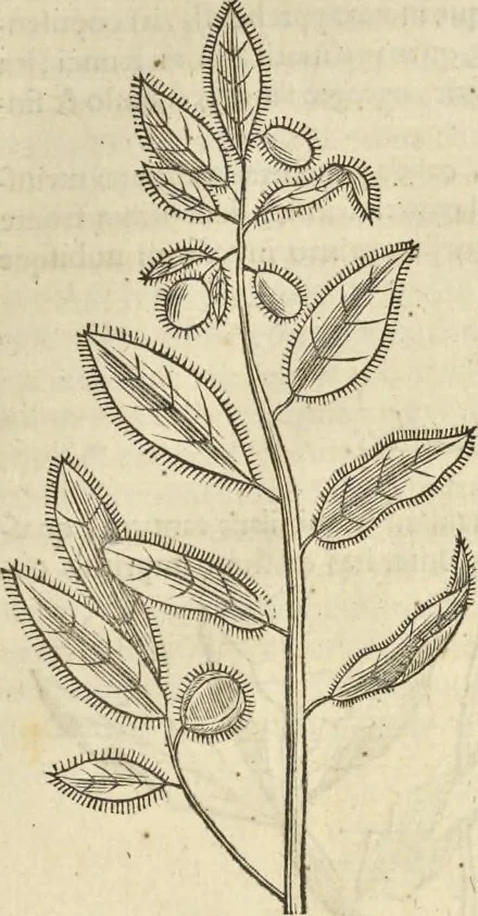 An illustration from Historia naturalis Brasiliae, : auspicio et beneficio illustriss. I. Mauritii Com. Nassau ... adornata : in qua non tantum plantæ et animalia, sed et indigenarum morbi, ingenia et mores describuntur et iconibus supra quingentas illustrantur, 1648, leaf 128