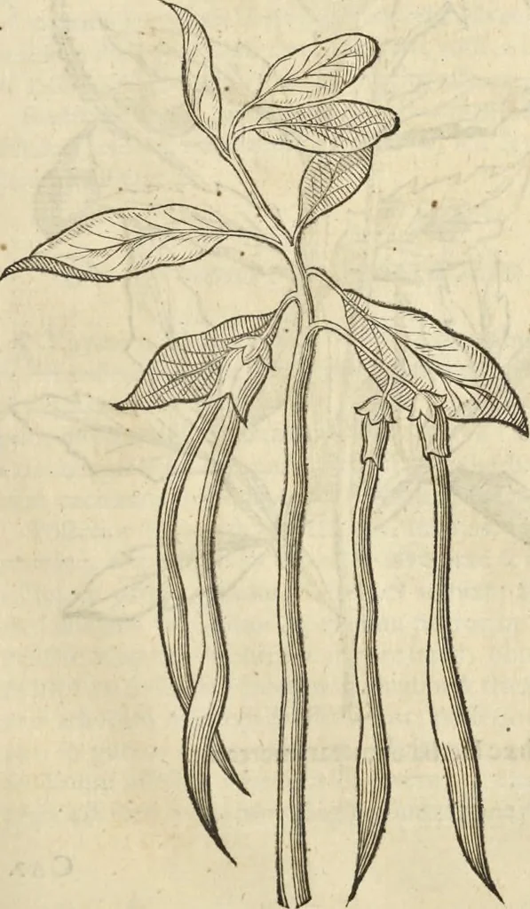 An illustration from Historia naturalis Brasiliae, : auspicio et beneficio illustriss. I. Mauritii Com. Nassau ... adornata : in qua non tantum plantæ et animalia, sed et indigenarum morbi, ingenia et mores describuntur et iconibus supra quingentas illustrantur, 1648, leaf 128