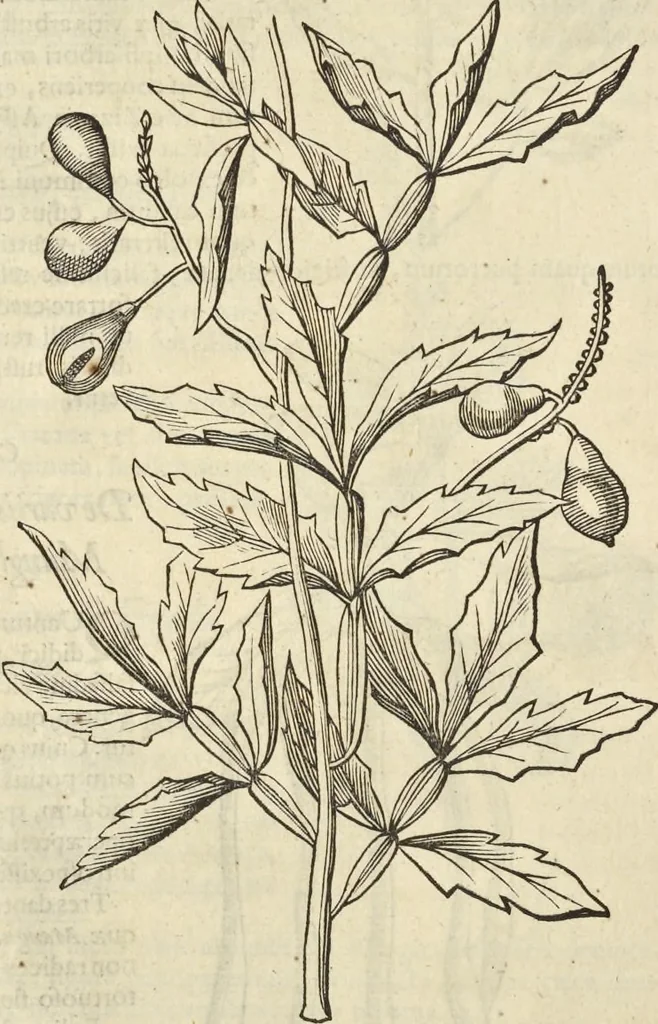 An illustration from Historia naturalis Brasiliae, : auspicio et beneficio illustriss. I. Mauritii Com. Nassau ... adornata : in qua non tantum plantæ et animalia, sed et indigenarum morbi, ingenia et mores describuntur et iconibus supra quingentas illustrantur, 1648, leaf 129