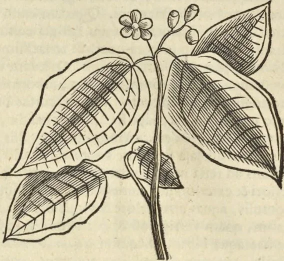 An illustration from Historia naturalis Brasiliae, : auspicio et beneficio illustriss. I. Mauritii Com. Nassau ... adornata : in qua non tantum plantæ et animalia, sed et indigenarum morbi, ingenia et mores describuntur et iconibus supra quingentas illustrantur, 1648, leaf 131