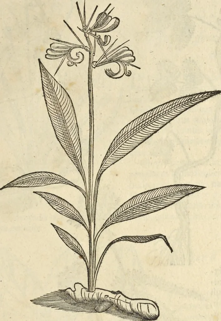 An illustration from Historia naturalis Brasiliae, : auspicio et beneficio illustriss. I. Mauritii Com. Nassau ... adornata : in qua non tantum plantæ et animalia, sed et indigenarum morbi, ingenia et mores describuntur et iconibus supra quingentas illustrantur, 1648, leaf 132