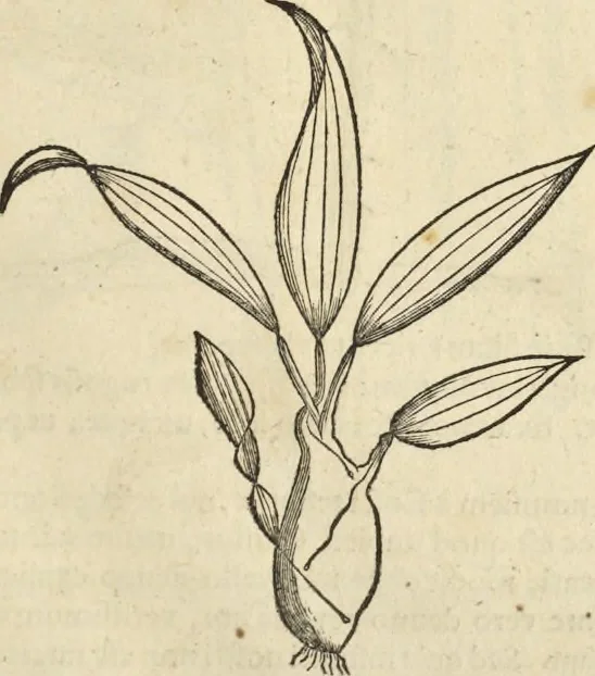 An illustration from Historia naturalis Brasiliae, : auspicio et beneficio illustriss. I. Mauritii Com. Nassau ... adornata : in qua non tantum plantæ et animalia, sed et indigenarum morbi, ingenia et mores describuntur et iconibus supra quingentas illustrantur, 1648, leaf 132