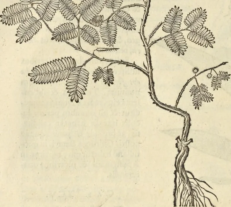 An illustration from Historia naturalis Brasiliae, : auspicio et beneficio illustriss. I. Mauritii Com. Nassau ... adornata : in qua non tantum plantæ et animalia, sed et indigenarum morbi, ingenia et mores describuntur et iconibus supra quingentas illustrantur, 1648, leaf 133