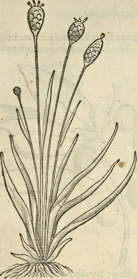 An illustration from Historia naturalis Brasiliae, : auspicio et beneficio illustriss. I. Mauritii Com. Nassau ... adornata : in qua non tantum plantæ et animalia, sed et indigenarum morbi, ingenia et mores describuntur et iconibus supra quingentas illustrantur, 1648, leaf 134