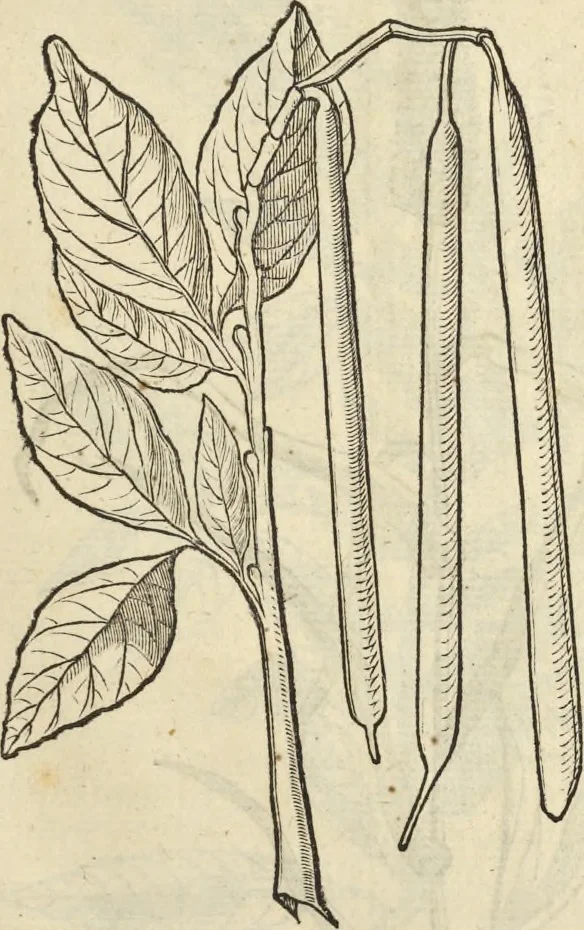 An illustration from Historia naturalis Brasiliae, : auspicio et beneficio illustriss. I. Mauritii Com. Nassau ... adornata : in qua non tantum plantæ et animalia, sed et indigenarum morbi, ingenia et mores describuntur et iconibus supra quingentas illustrantur, 1648, leaf 134
