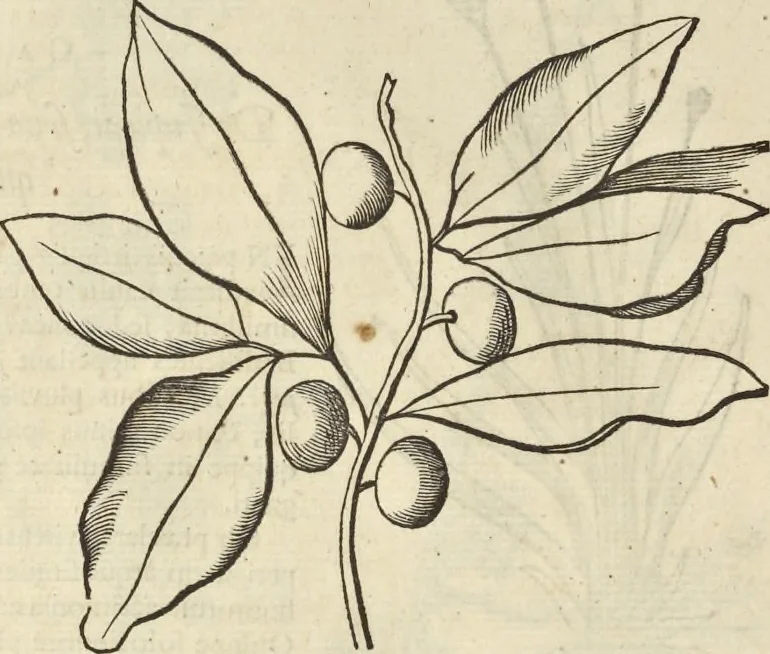 An illustration from Historia naturalis Brasiliae, : auspicio et beneficio illustriss. I. Mauritii Com. Nassau ... adornata : in qua non tantum plantæ et animalia, sed et indigenarum morbi, ingenia et mores describuntur et iconibus supra quingentas illustrantur, 1648, leaf 135