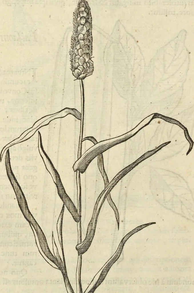 An illustration from Historia naturalis Brasiliae, : auspicio et beneficio illustriss. I. Mauritii Com. Nassau ... adornata : in qua non tantum plantæ et animalia, sed et indigenarum morbi, ingenia et mores describuntur et iconibus supra quingentas illustrantur, 1648, leaf 135