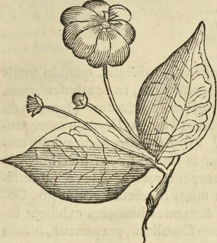 An illustration from Historia naturalis Brasiliae, : auspicio et beneficio illustriss. I. Mauritii Com. Nassau ... adornata : in qua non tantum plantæ et animalia, sed et indigenarum morbi, ingenia et mores describuntur et iconibus supra quingentas illustrantur, 1648, leaf 136