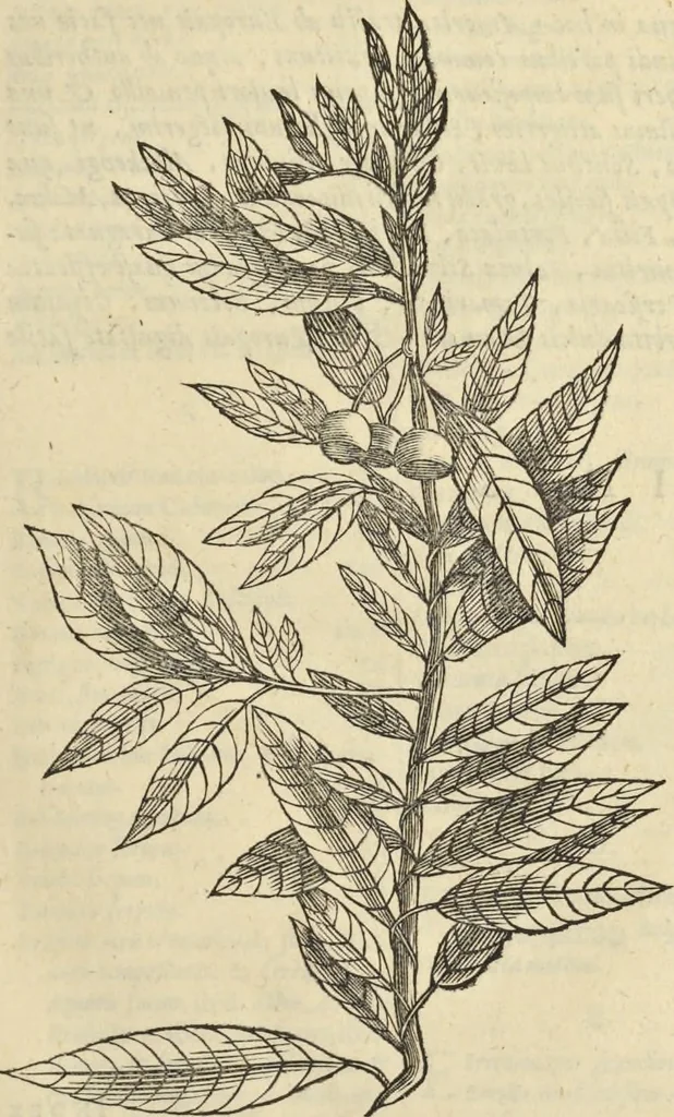 An illustration from Historia naturalis Brasiliae, : auspicio et beneficio illustriss. I. Mauritii Com. Nassau ... adornata : in qua non tantum plantæ et animalia, sed et indigenarum morbi, ingenia et mores describuntur et iconibus supra quingentas illustrantur, 1648, leaf 136