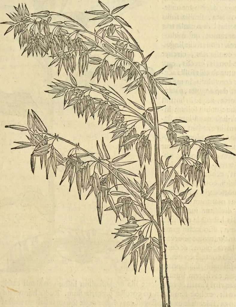 An illustration from Historia naturalis Brasiliae, : auspicio et beneficio illustriss. I. Mauritii Com. Nassau ... adornata : in qua non tantum plantæ et animalia, sed et indigenarum morbi, ingenia et mores describuntur et iconibus supra quingentas illustrantur, 1648, leaf 150